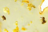 Polished Colombian Copal ( g) - Contains Beetles & Termites #364308-1